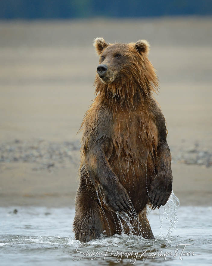 Bear stands tall while wading in water