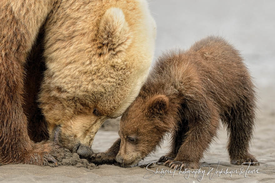 Bear teaching cub to fish for Clams