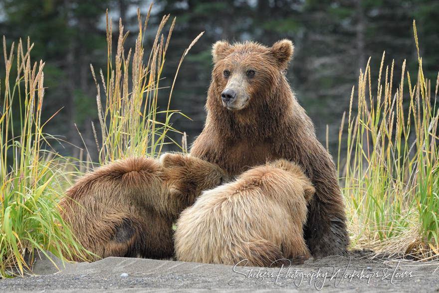 Bear watching at Lake Clark – Grizzly bear nurses her two cubs