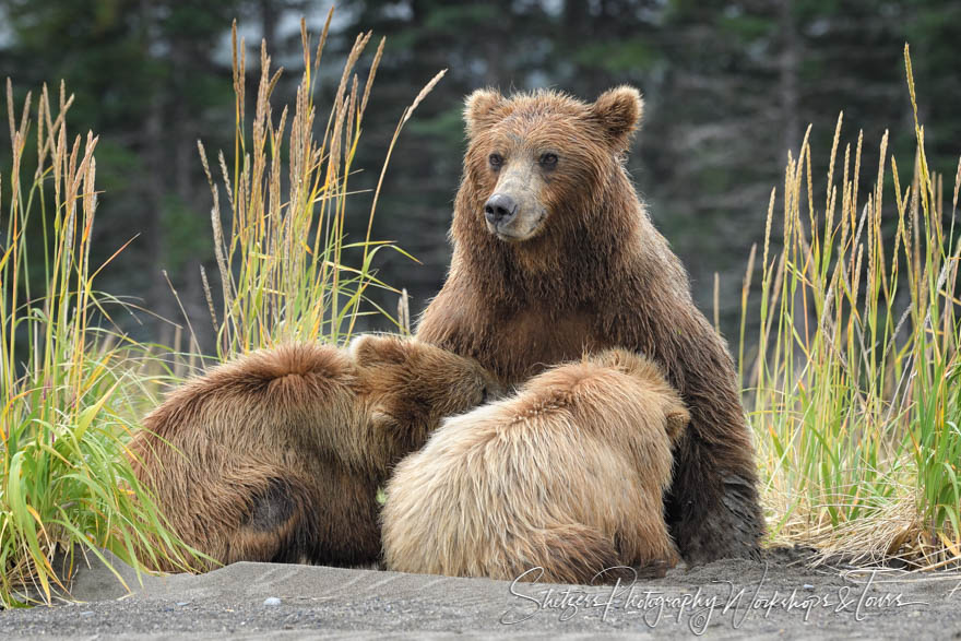 Bear watching at Lake Clark Grizzly bear nurses her two cubs 20170726 125112