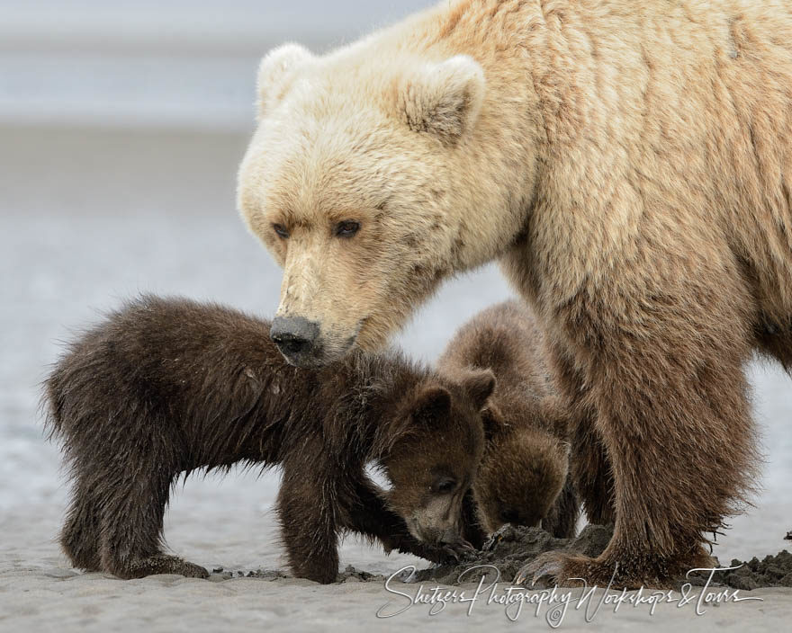 Bears and Cubs