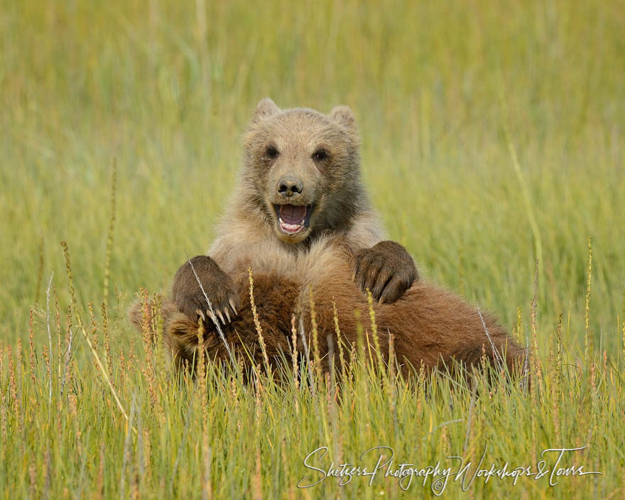 Bears at play in grassy meadow