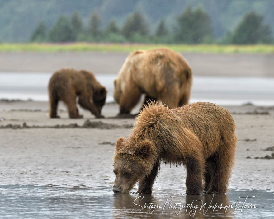 Bears clam at Lake Clark National Park