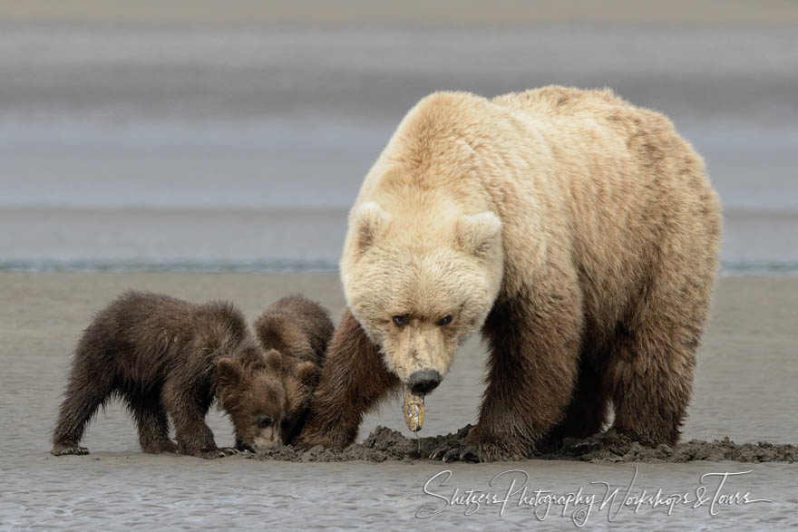Bears learning to clam
