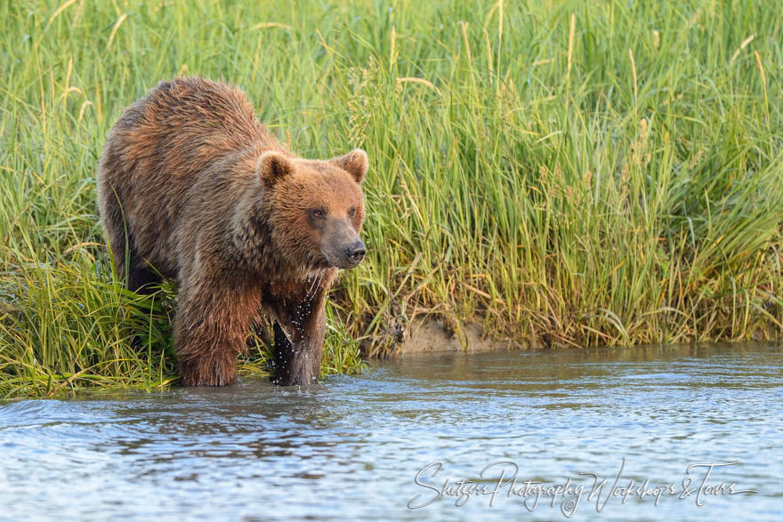Big brown bear goes for a swim