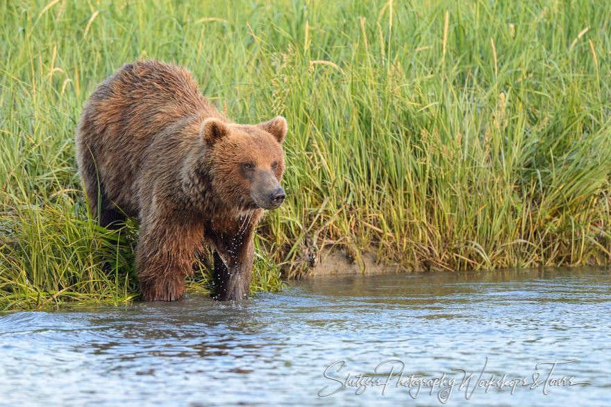 Big brown bear goes for a swim 20140716 205013