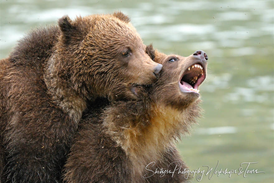 Big grizzly bear cub bites his smaller brother