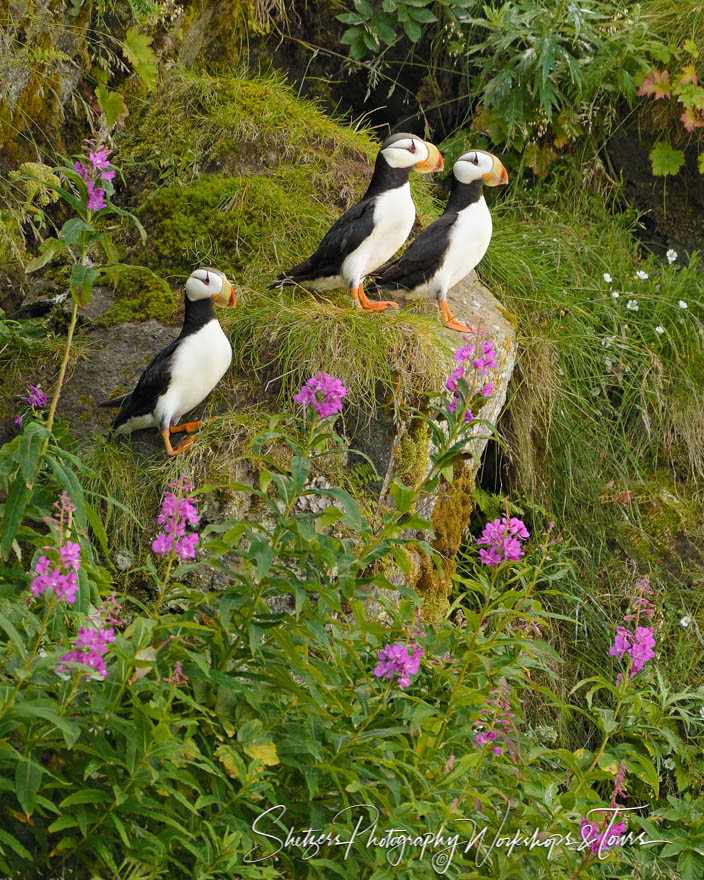 Bird Island Puffin Pictures 20170731 112742