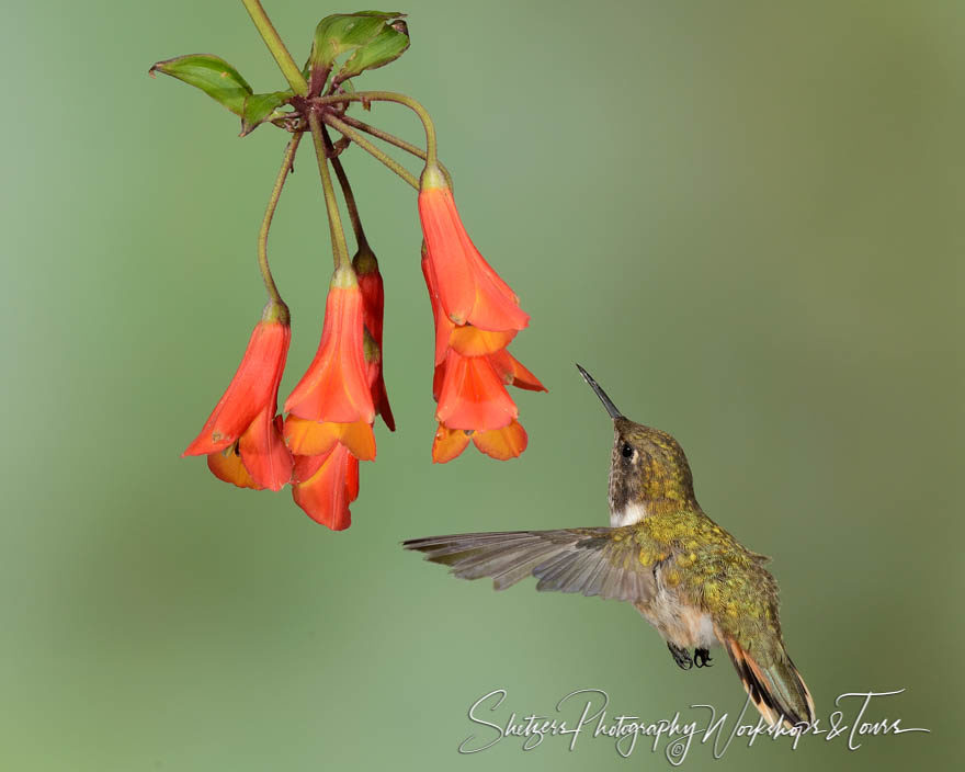 Bird image of Volcano hummer inflight feeding in Costa Rica