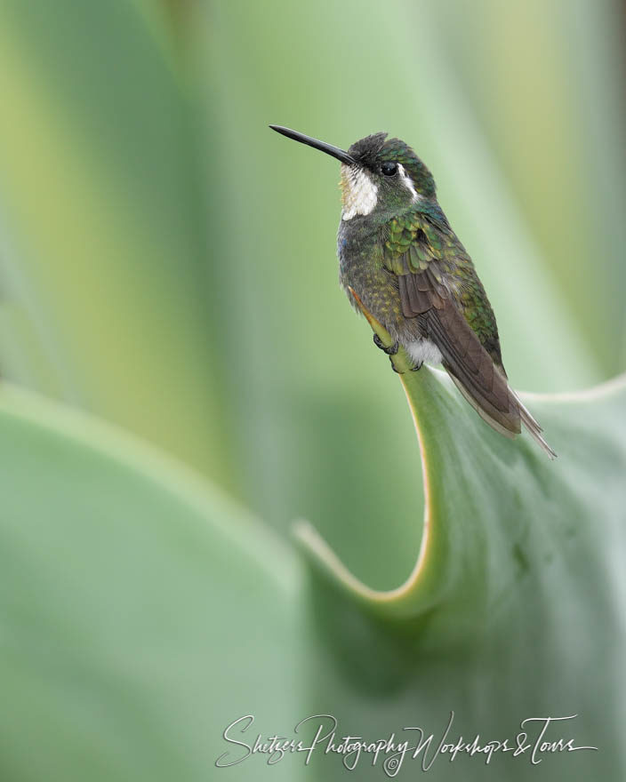 Bird image of White-throated mountaingem perched in Costa Rica