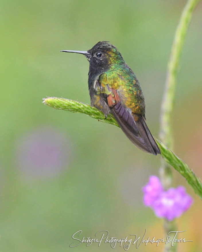 Bird photography with black-bellied hummingbird perched