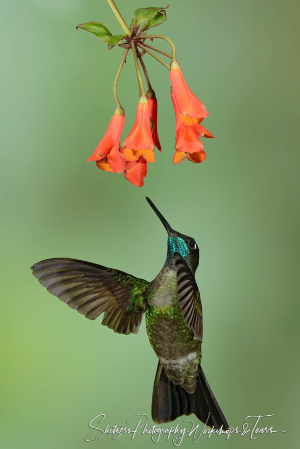 Bird picture of Magnificent hummer in flight with orange flower