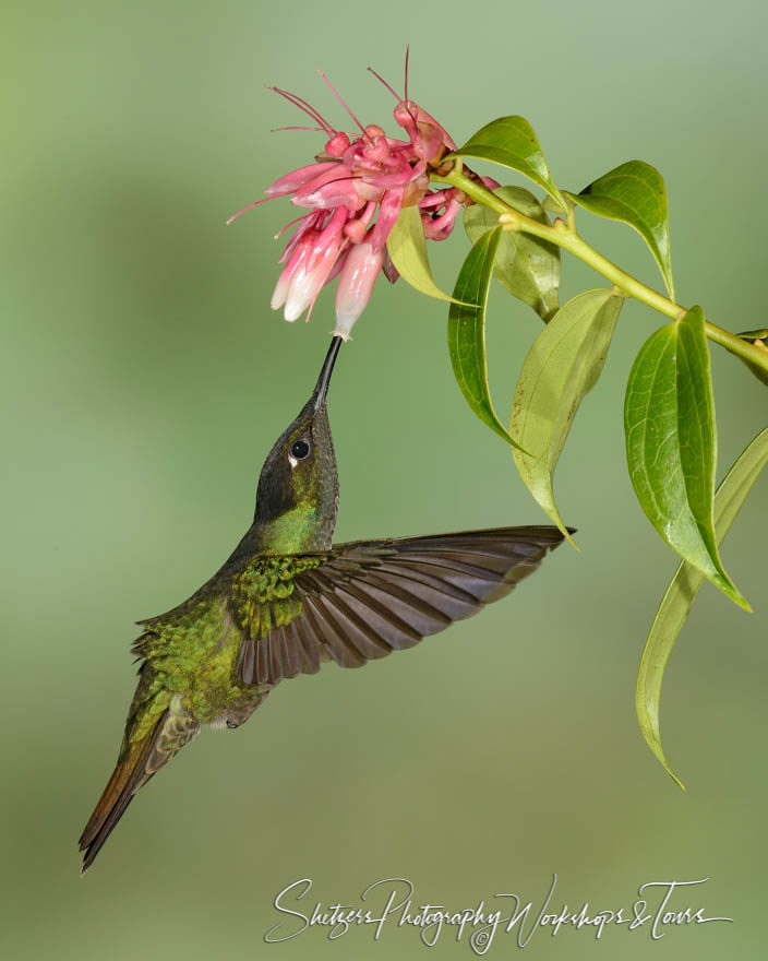 Birdwatchiing of Magnificent hummer feeding