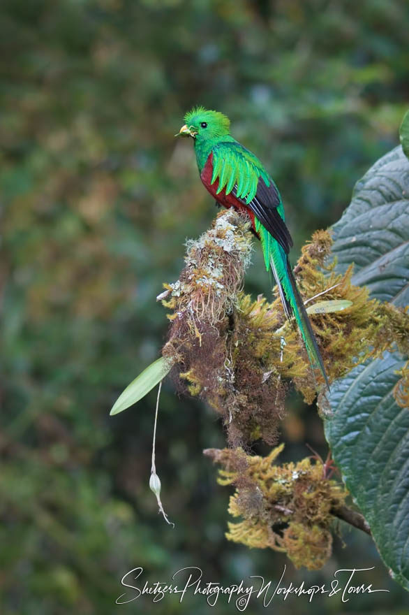 Birdwatching of Resplendent Quetzal perched with a grasshopper i