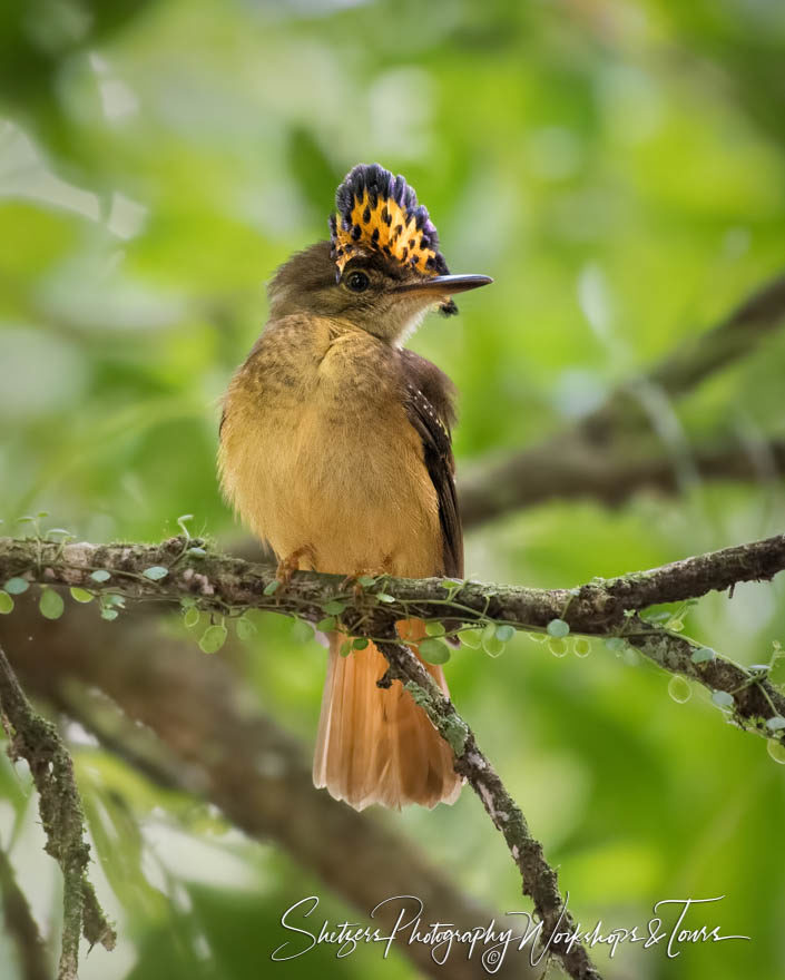 Birdwatching photography of Royal flycatcher with crest