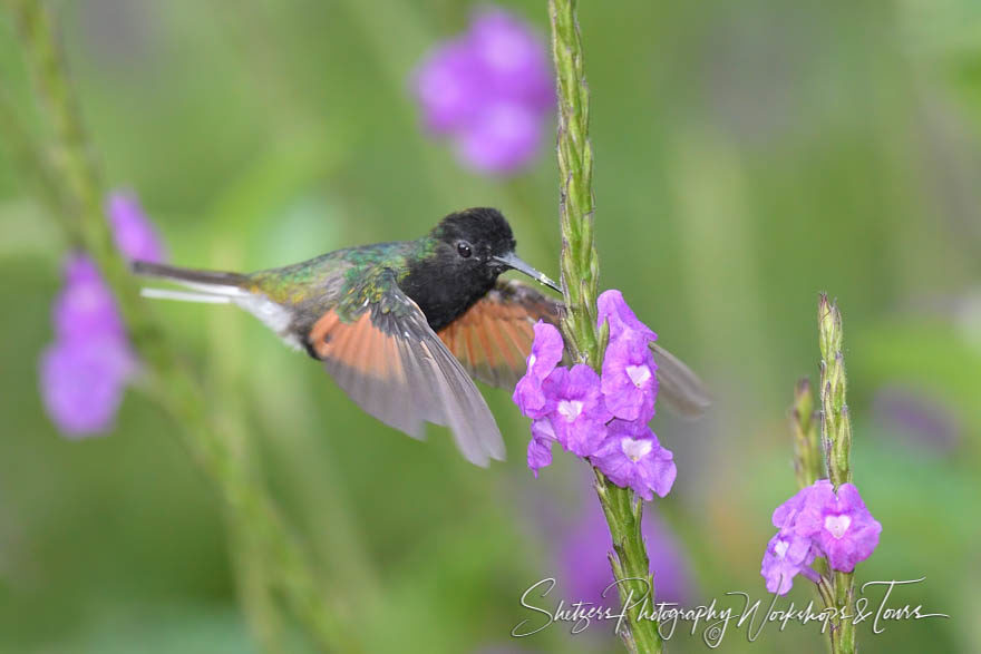 Black-bellied hummingbird image inflight with purple flowers