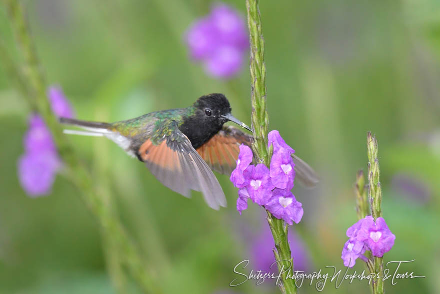 Black bellied hummingbird image inflight with purple flowers 20170405 163559