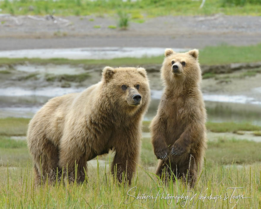 Blonde Bear Cub and Mother