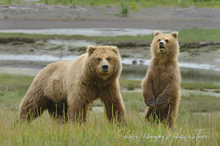 Blonde Bear and Cub