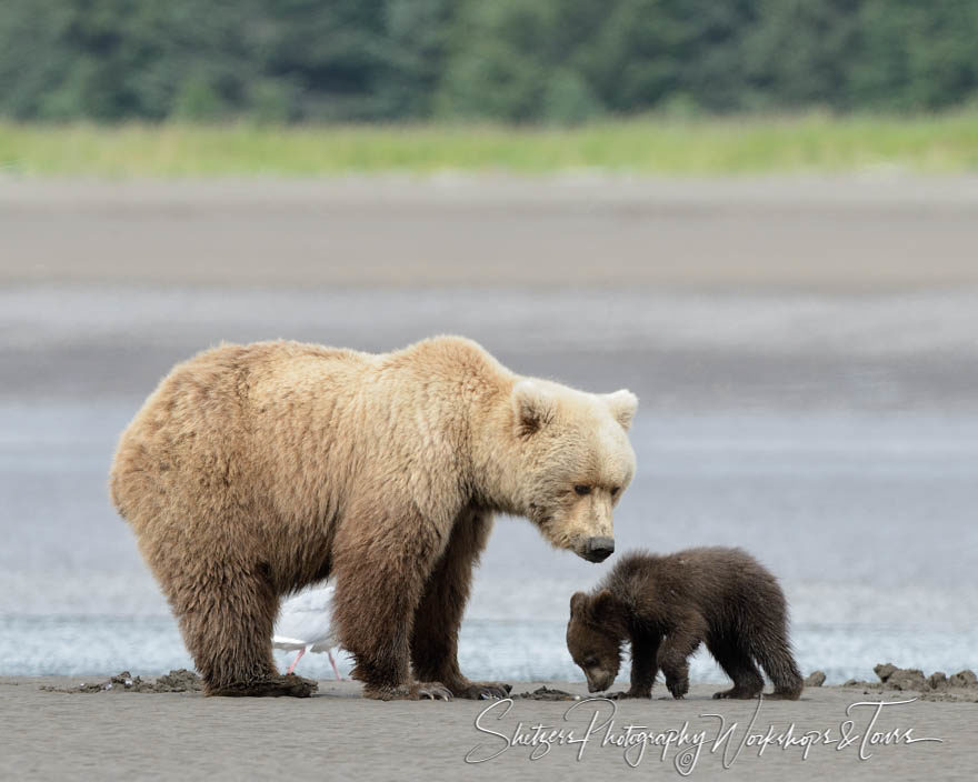 Blonde Bear with black cub