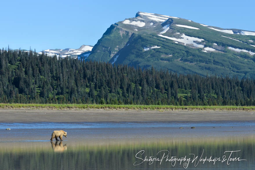 Blonde bear witrh mountains