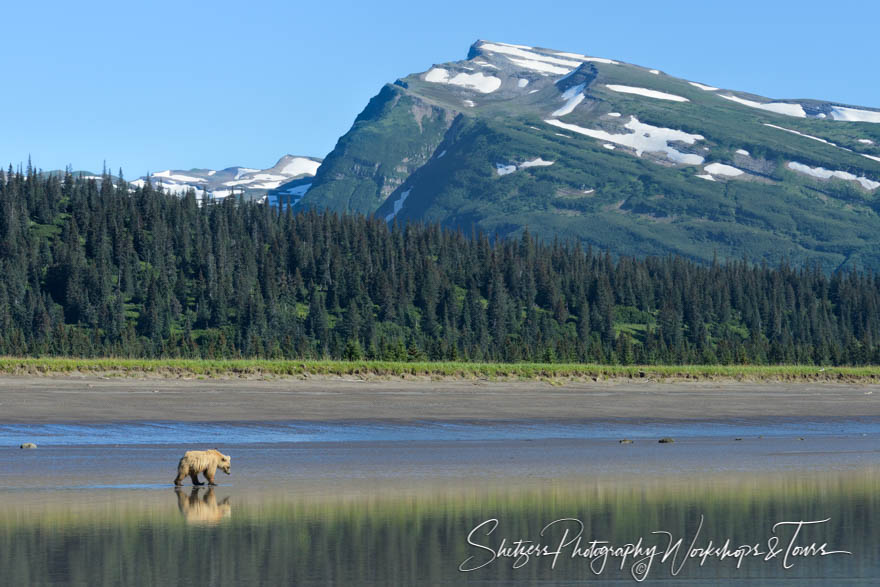 Blonde bear witrh mountains 20150719 110940