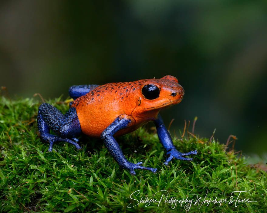 Blue Jeans Frog on moss