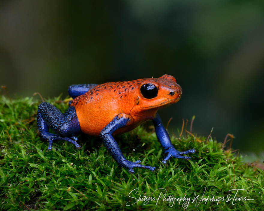 Blue Jeans Frog on moss 20150404 083556