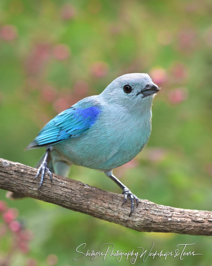 Blue-gray tanager