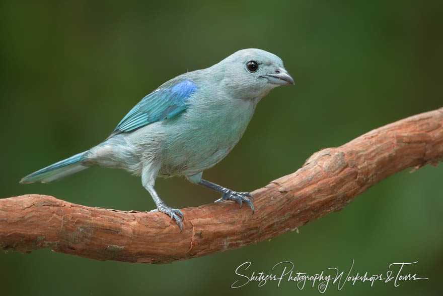 Blue-gray tanager in Costa Rica