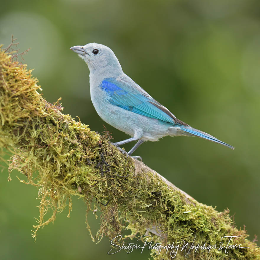 Blue-gray tanager on a mossy branch