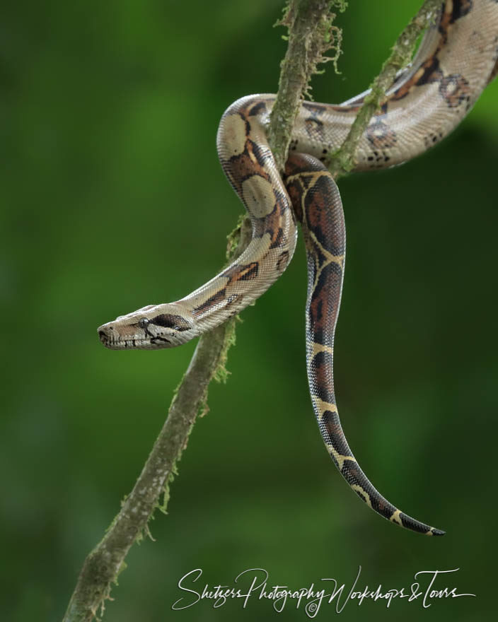Boa Constrictor in Costa Rica