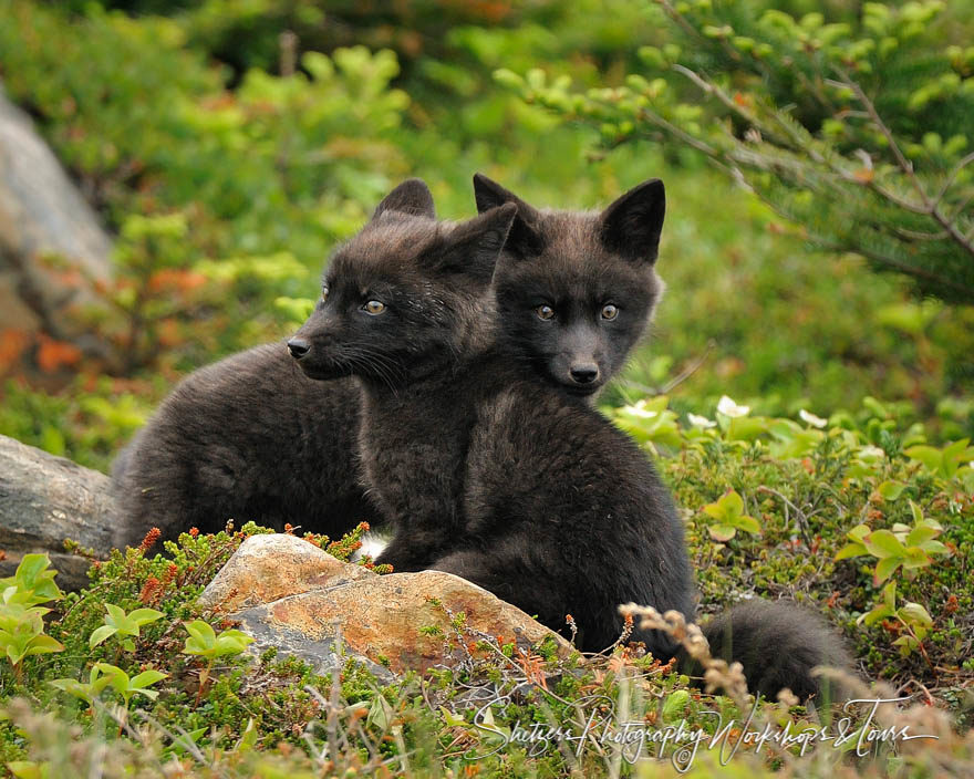 Bonding Kits  Young Red Foxes