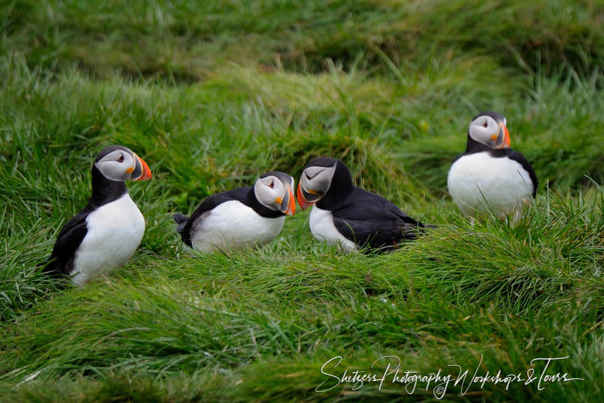 Bonding Puffins