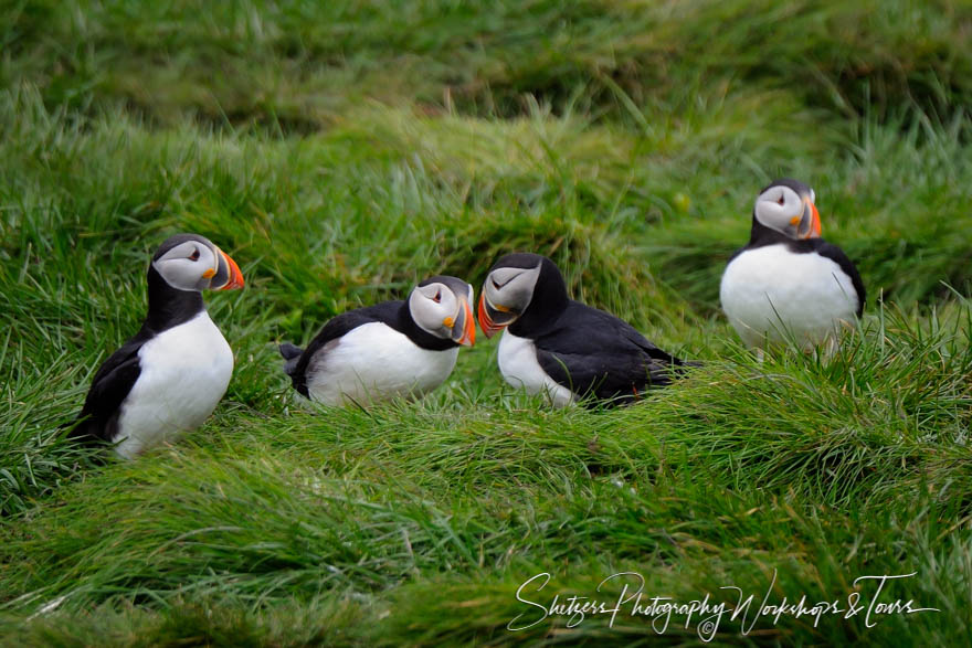 Bonding Puffins 20110627 122006