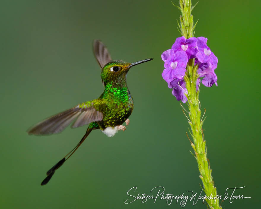 Booted Racket-tail Hummingbird