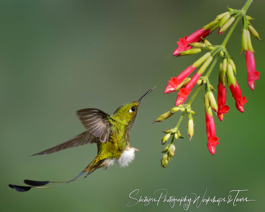 Booted Racket-tail Hummingbird close-up