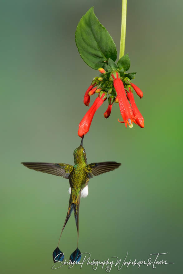 Booted Racket-tail Hummingbird with red flower