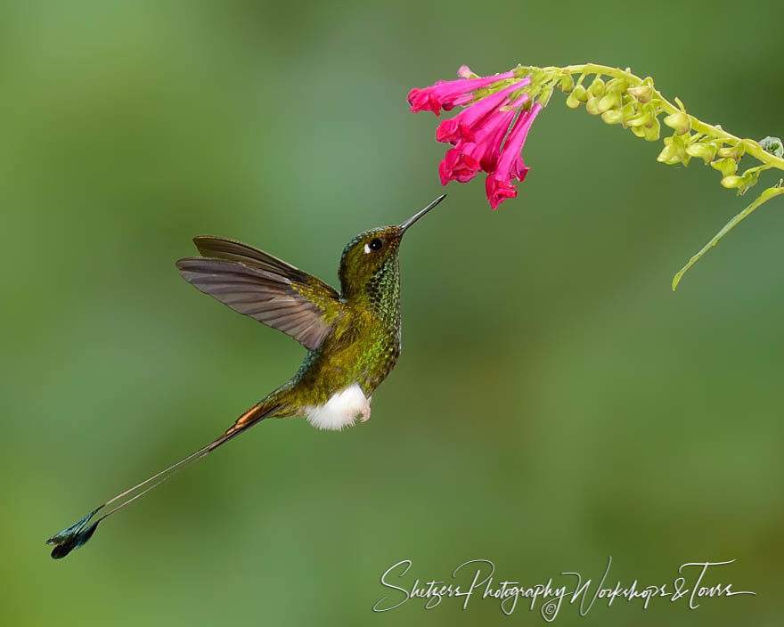 Booted Racket-tail hummingbird inflight