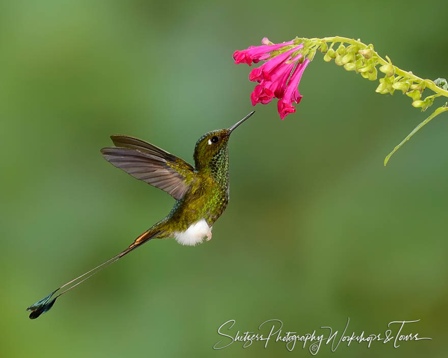 Booted Racket tail hummingbird inflight 20150524 130007