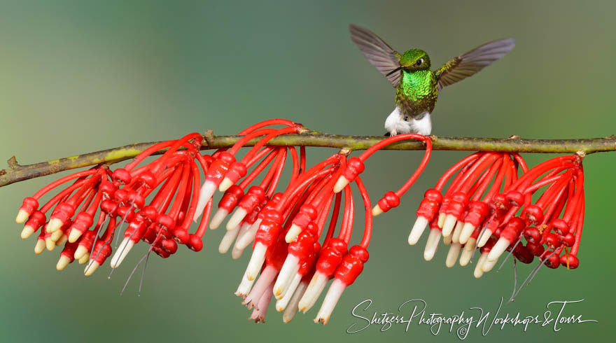 Booted Racket-tail hummingbird perched on flower