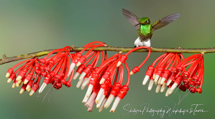 Booted Racket tail hummingbird perched on flower 20120603 144717
