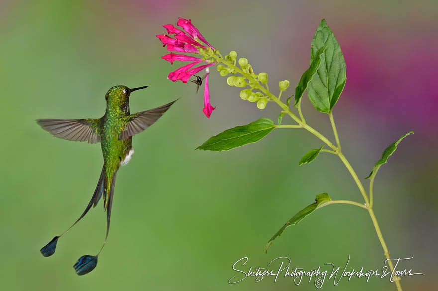 Booted racket-tail hummingbird approaches a purple flower