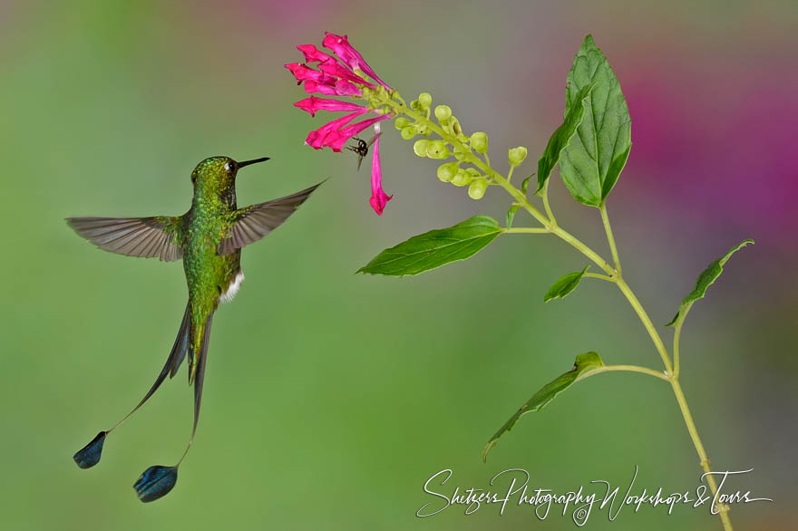 Booted racket tail hummingbird approaches a purple flower 20150525 120437