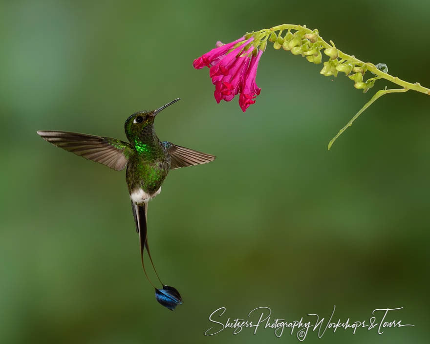 Booted racket-tail hummingbird displaying split tail