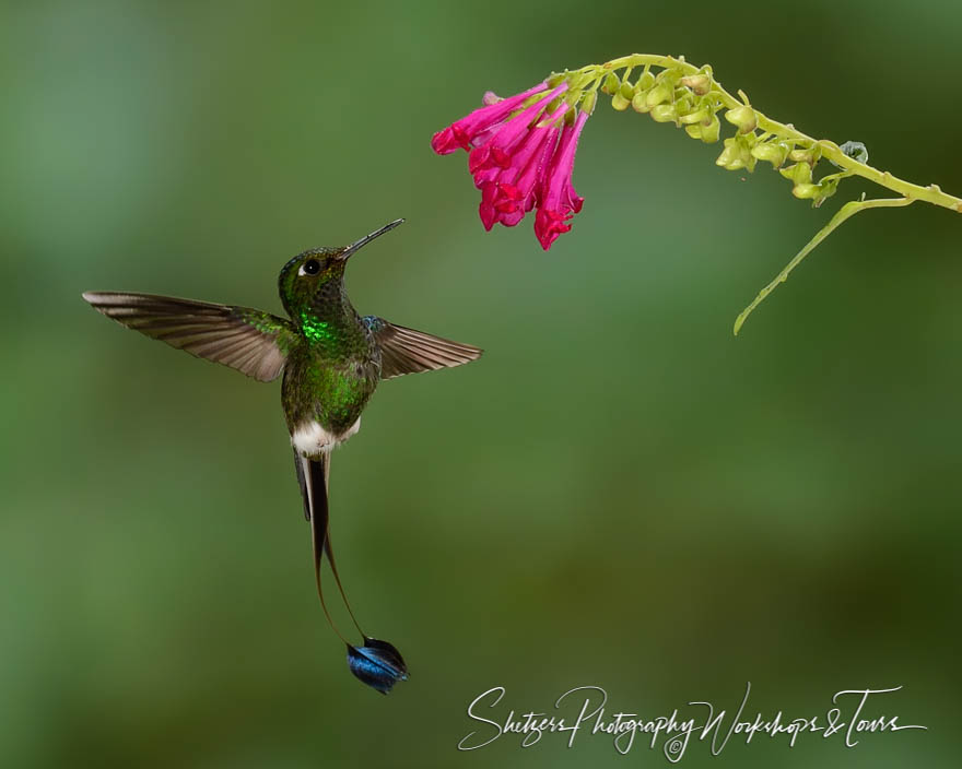Booted racket tail hummingbird displaying split tail 20150524 131211