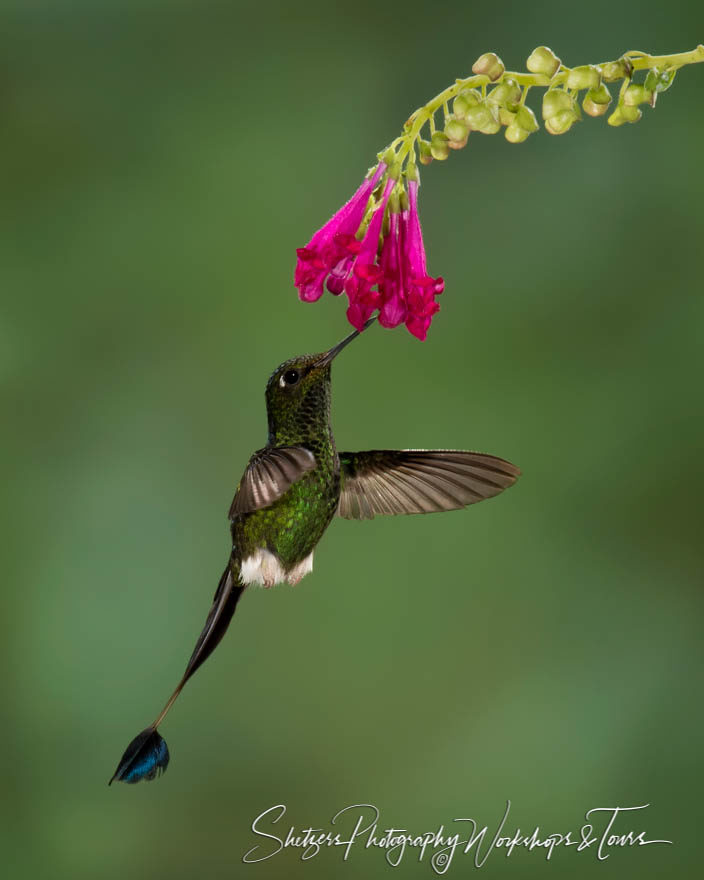 Booted racket-tail hummingbird in Ecuador