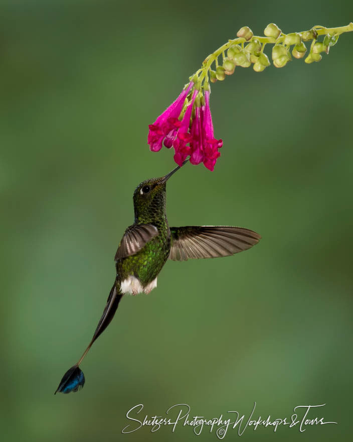 Booted racket-tail hummingbird in Ecuador