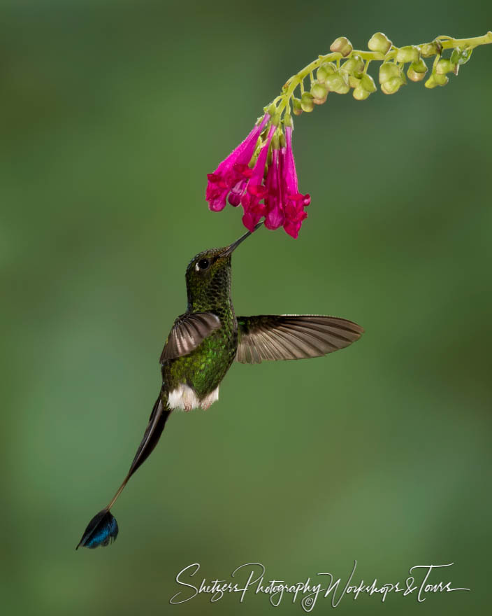 Booted racket tail hummingbird in Ecuador 20150524 134022