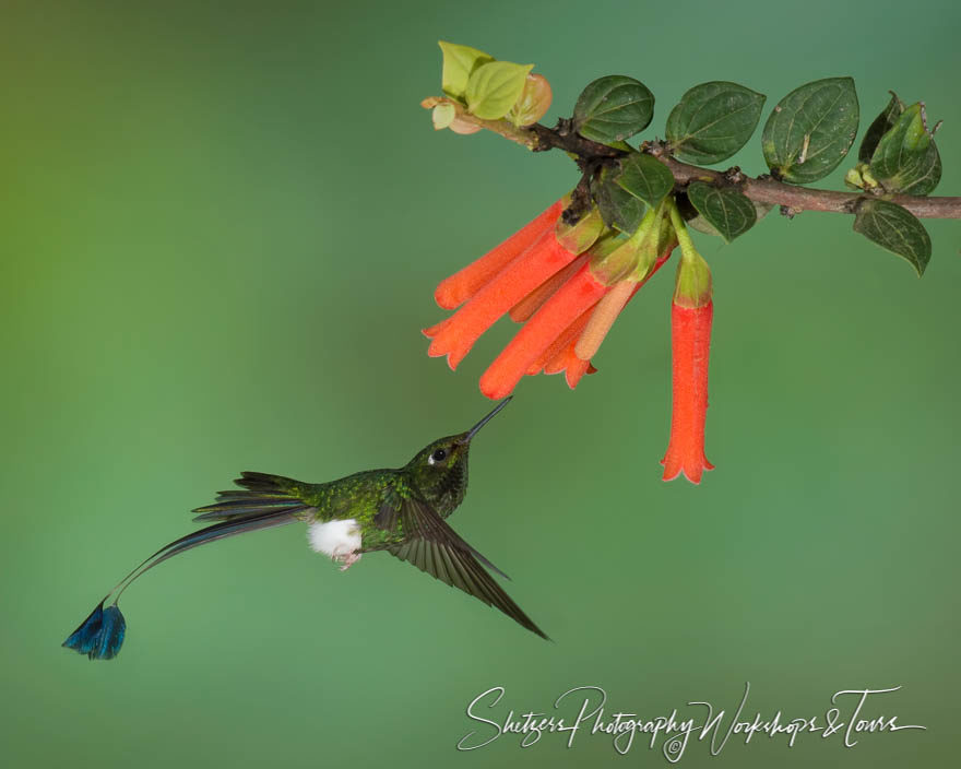 Booted racket-tail hummingbird with orange flower
